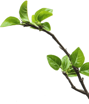 Compañía de Ciencia y Tecnología Zhejiang Sanqi, Ltd.